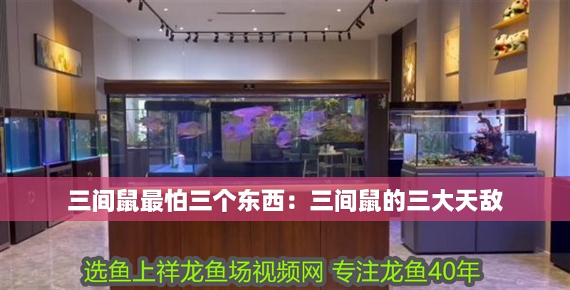 三間鼠最怕三個東西：三間鼠的三大天敵