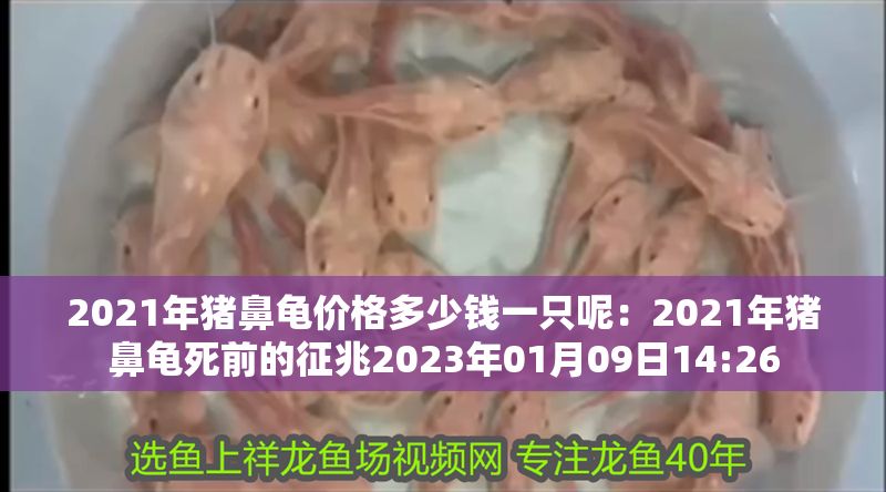 2021年豬鼻龜價(jià)格多少錢一只呢：2021年豬鼻龜死前的征兆2023年01月09日14:26