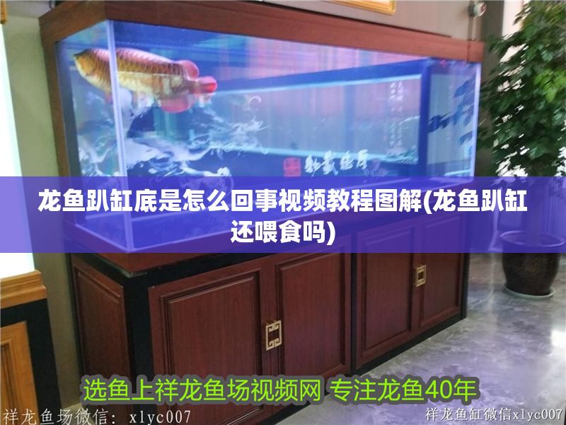 龍魚(yú)趴缸底是怎么回事視頻教程圖解(龍魚(yú)趴缸還喂食嗎)