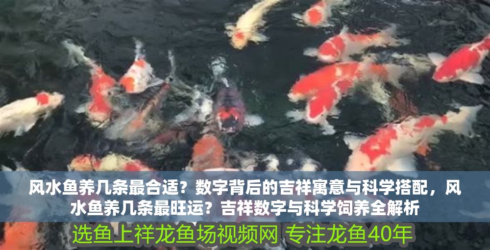 風水魚養幾條最合適？數字背后的吉祥寓意與科學搭配，風水魚養幾條最旺運？吉祥數字與科學飼養全解析