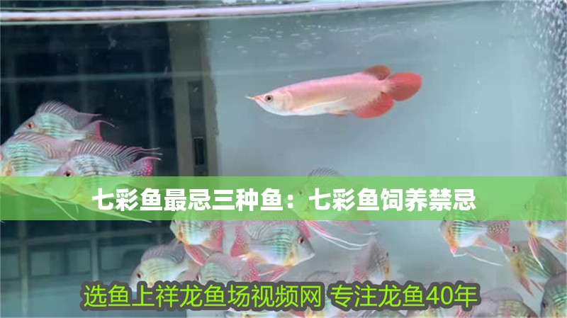七彩魚最忌三種魚：七彩魚飼養(yǎng)禁忌