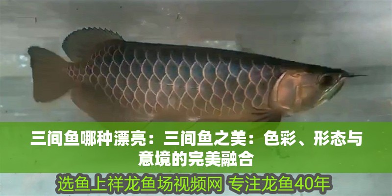 三間魚哪種漂亮：三間魚之美：色彩、形態與意境的完美融合