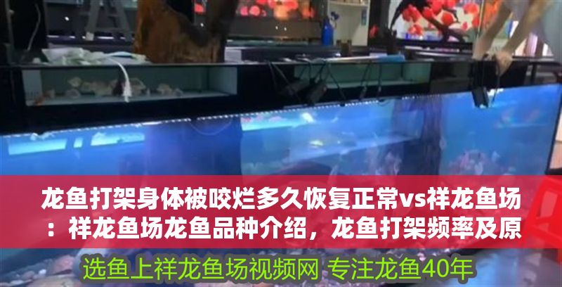 龍魚打架身體被咬爛多久恢復正常vs祥龍魚場：祥龍魚場龍魚品種介紹，龍魚打架頻率及原因分析