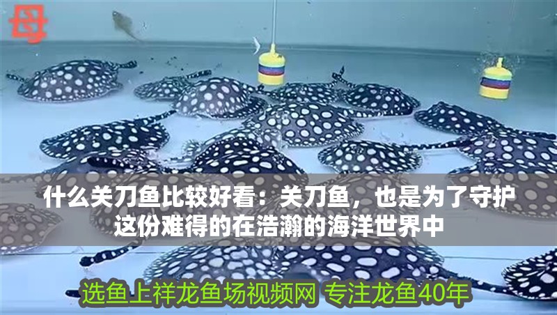 什么關刀魚比較好看：關刀魚，也是為了守護這份難得的在浩瀚的海洋世界中