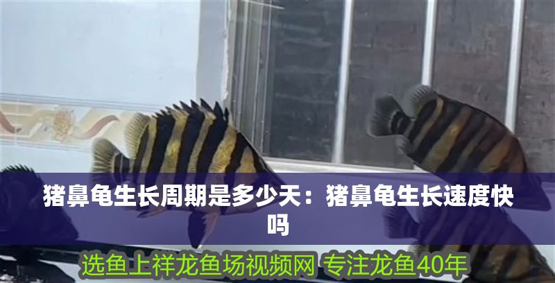 豬鼻龜生長(zhǎng)周期是多少天：豬鼻龜生長(zhǎng)速度快嗎