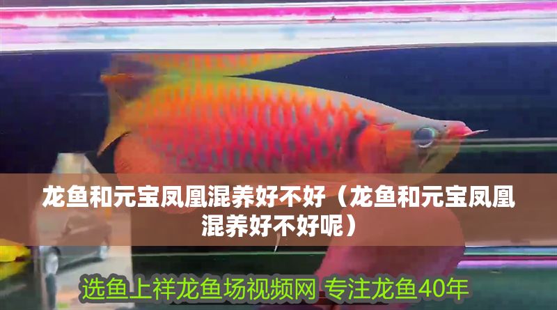 龍魚和元寶鳳凰混養(yǎng)好不好（龍魚和元寶鳳凰混養(yǎng)好不好呢）
