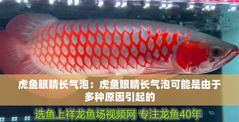虎魚眼睛長氣泡：虎魚眼睛長氣泡可能是由于多種原因引起的