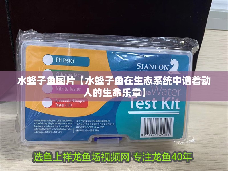 水蜂子魚圖片【水蜂子魚在生態系統中譜著動人的生命樂章】