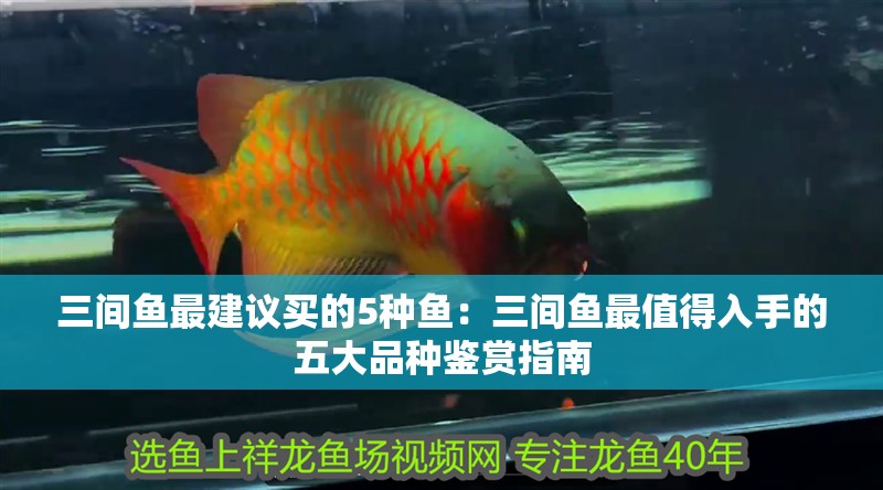 三間魚最建議買的5種魚：三間魚最值得入手的五大品種鑒賞指南