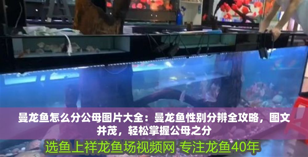 曼龍魚怎么分公母圖片大全：曼龍魚性別分辨全攻略，圖文并茂，輕松掌握公母之分