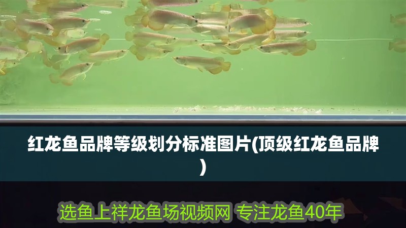 紅龍魚品牌等級劃分標準圖片(頂級紅龍魚品牌)