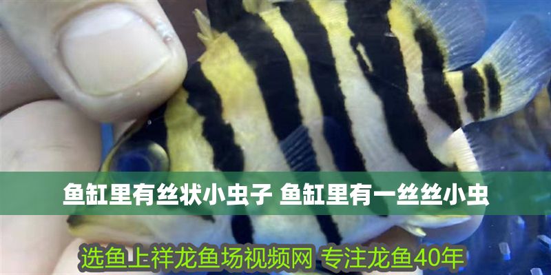 魚缸里有絲狀小蟲子 魚缸里有一絲絲小蟲