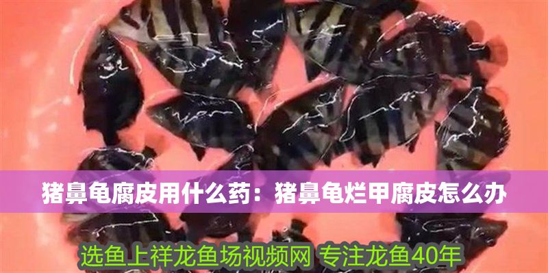 豬鼻龜腐皮用什么藥：豬鼻龜爛甲腐皮怎么辦