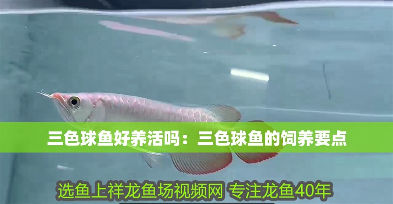 三色球魚好養活嗎：三色球魚的飼養要點