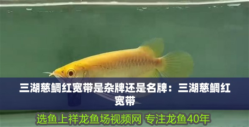 三湖慈鯛紅寬帶是雜牌還是名牌：三湖慈鯛紅寬帶