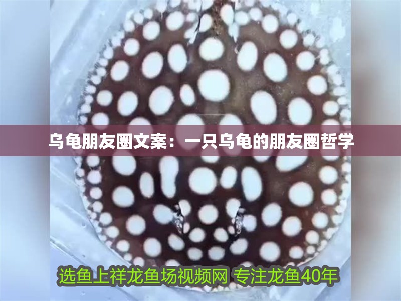 烏龜朋友圈文案：一只烏龜的朋友圈哲學