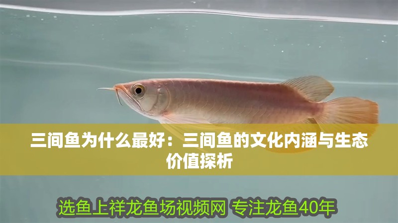 三間魚為什么最好：三間魚的文化內(nèi)涵與生態(tài)價(jià)值探析