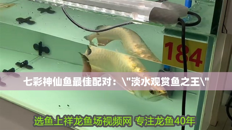七彩神仙魚最佳配對(duì)：\
