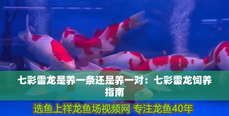 七彩雷龍是養一條還是養一對：七彩雷龍飼養指南