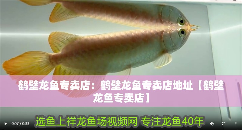 鶴壁龍魚專賣店：鶴壁龍魚專賣店地址【鶴壁龍魚專賣店】