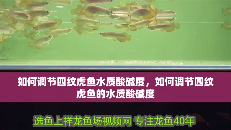 如何調節四紋虎魚水質酸堿度，如何調節四紋虎魚的水質酸堿度