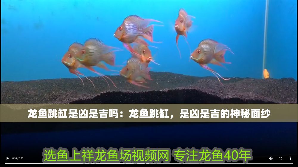 龍魚跳缸是兇是吉嗎：龍魚跳缸，是兇是吉的神秘面紗