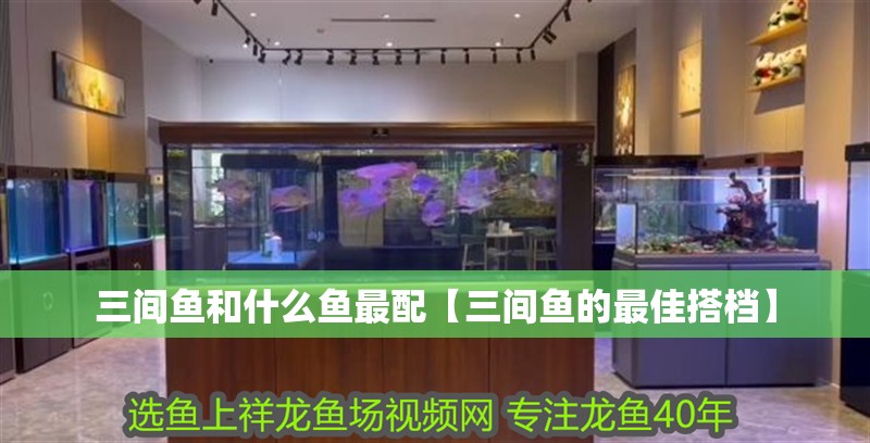 三間魚和什么魚最配【三間魚的最佳搭檔】
