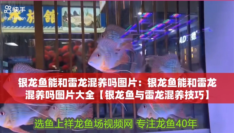 銀龍魚能和雷龍混養(yǎng)嗎圖片：銀龍魚能和雷龍混養(yǎng)嗎圖片大全【銀龍魚與雷龍混養(yǎng)技巧】