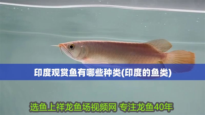 印度觀賞魚有哪些種類(印度的魚類)