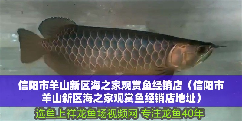 信陽市羊山新區海之家觀賞魚經銷店（信陽市羊山新區海之家觀賞魚經銷店地址）