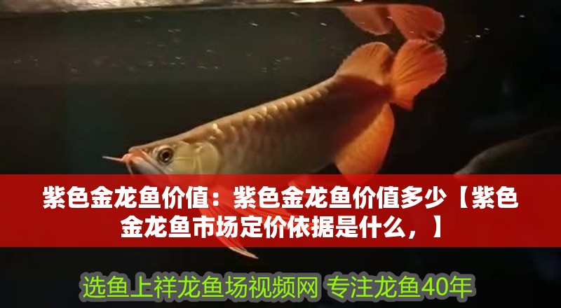 紫色金龍魚價值：紫色金龍魚價值多少【紫色金龍魚市場定價依據是什么，】