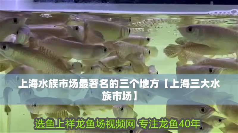 上海水族市場最著名的三個地方【上海三大水族市場】