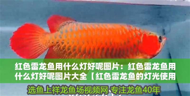 紅色雷龍魚用什么燈好呢圖片：紅色雷龍魚用什么燈好呢圖片大全【紅色雷龍魚的燈光使用】