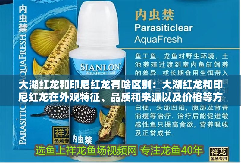 大湖紅龍和印尼紅龍有啥區別：大湖紅龍和印尼紅龍在外觀特征、品質和來源以及價格等方面都有一定的區別