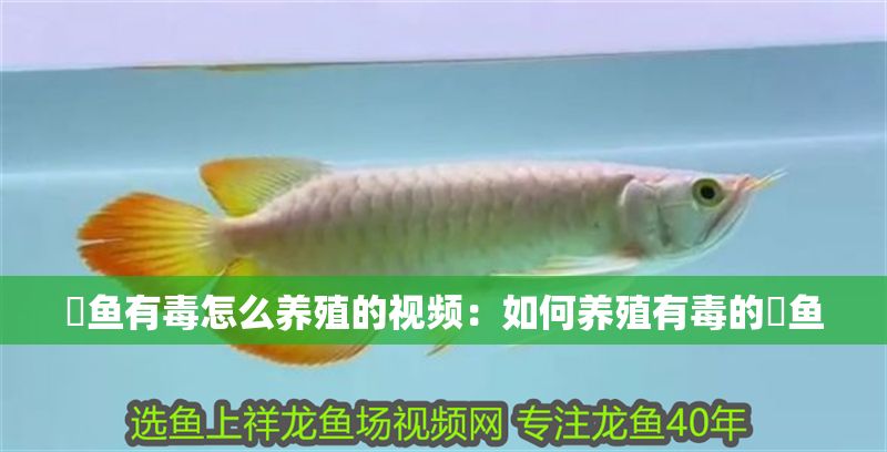 魟魚有毒怎么養(yǎng)殖的視頻：如何養(yǎng)殖有毒的魟魚