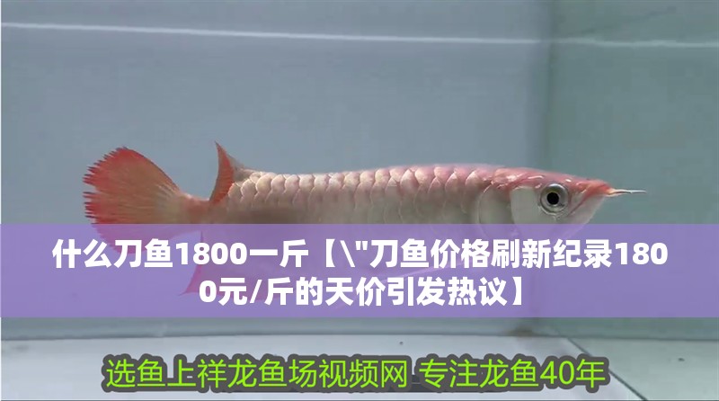 什么刀魚(yú)1800一斤【\