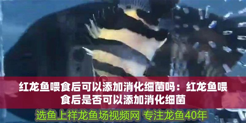 紅龍魚喂食后可以添加消化細菌嗎：紅龍魚喂食后是否可以添加消化細菌