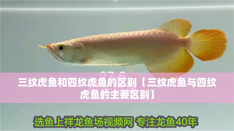 三紋虎魚和四紋虎魚的區別【三紋虎魚與四紋虎魚的主要區別】
