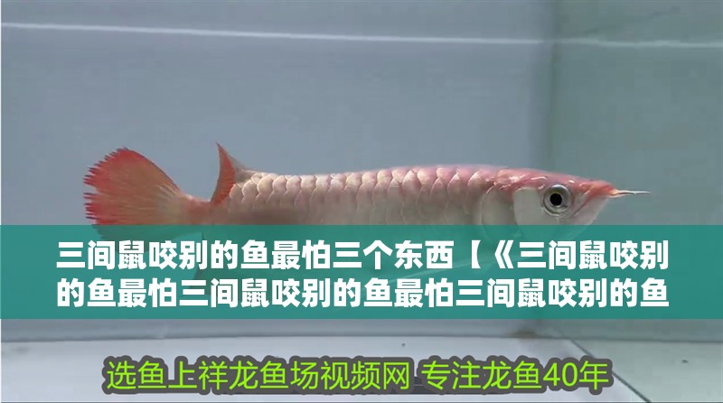 三間鼠咬別的魚(yú)最怕三個(gè)東西【《三間鼠咬別的魚(yú)最怕三間鼠咬別的魚(yú)最怕三間鼠咬別的魚(yú)最怕】