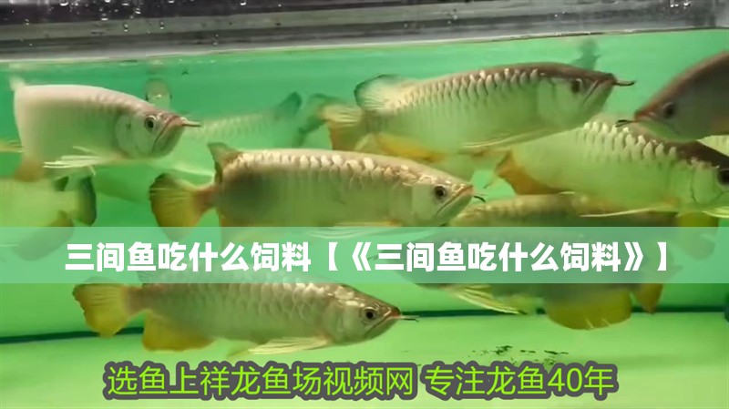 三間魚吃什么飼料【《三間魚吃什么飼料》】