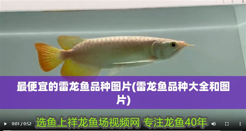 最便宜的雷龍魚品種圖片(雷龍魚品種大全和圖片)