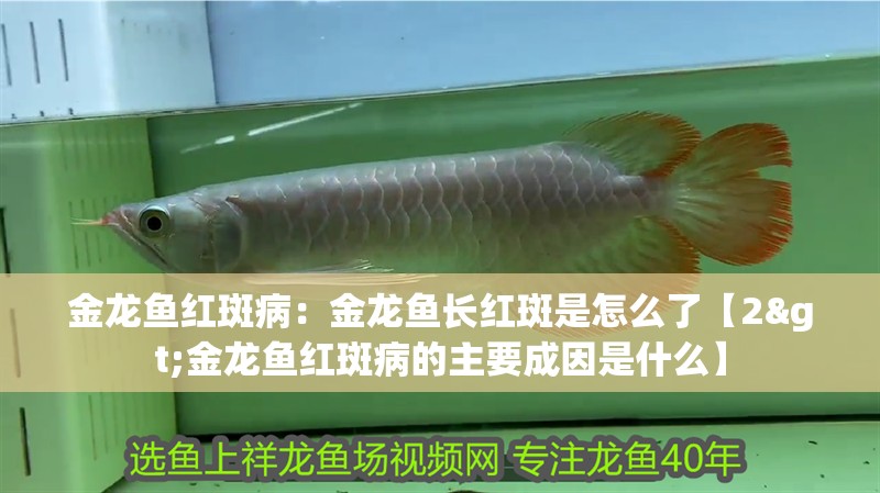 金龍魚紅斑病：金龍魚長紅斑是怎么了【2>金龍魚紅斑病的主要成因是什么】