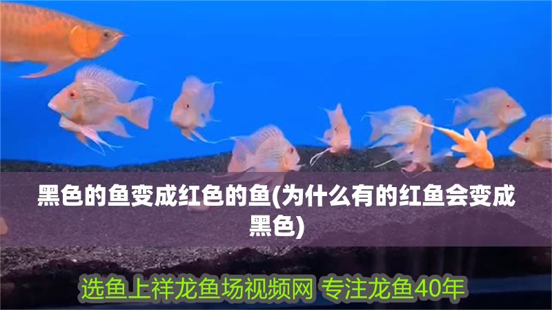 黑色的魚變成紅色的魚(為什么有的紅魚會變成黑色)