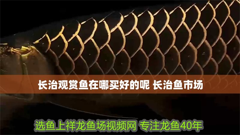 長治觀賞魚在哪買好的呢 長治魚市場
