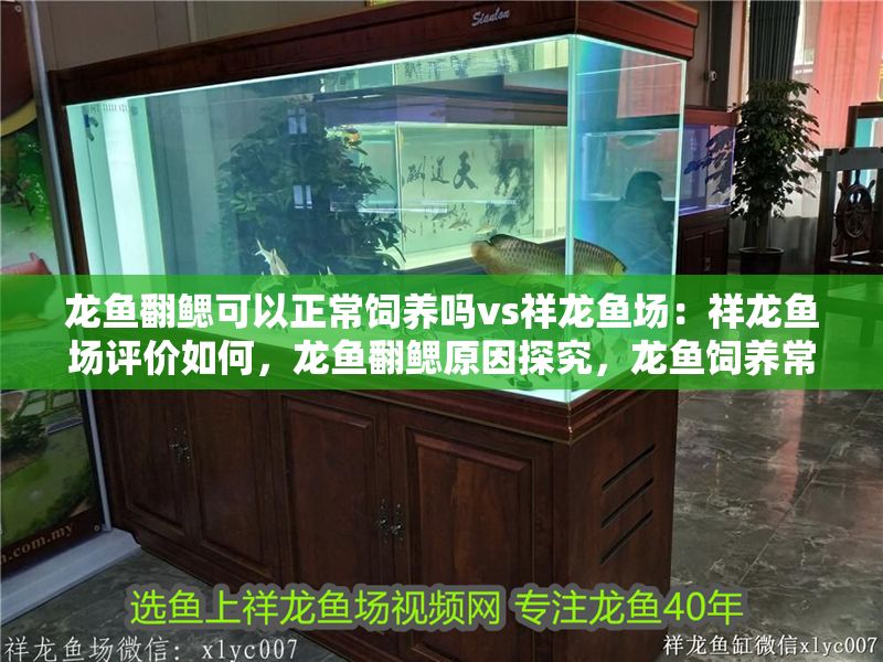 魚缸 龍魚翻鰓可以正常飼養嗎vs祥龍魚場:祥龍魚場評價如何,龍魚翻鰓原因探究,龍魚飼養常見問題 vs祥龍魚場 龍魚翻鰓可以正常飼養嗎vs祥龍魚場:祥龍魚場評價如何,龍魚翻鰓原因探究,龍魚飼養常見問題 龍魚翻鰓可以正常飼養嗎vs祥龍魚場:祥龍魚場評價如何,龍魚翻鰓原因探究,龍魚飼養常見問題 vs祥龍魚場