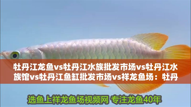 牡丹江龍魚vs牡丹江水族批發市場vs牡丹江水族館vs牡丹江魚缸批發市場vs祥龍魚場：牡丹江龍魚、牡丹江水族批發市場、牡丹江水族館、祥龍魚場