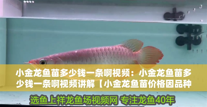 小金龍魚苗多少錢一條啊視頻：小金龍魚苗多少錢一條啊視頻講解【小金龍魚苗價格因品種差異顯著，小金龍魚苗價格及市場供需因素】
