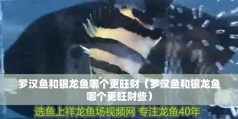 羅漢魚和銀龍魚哪個更旺財（羅漢魚和銀龍魚哪個更旺財些）
