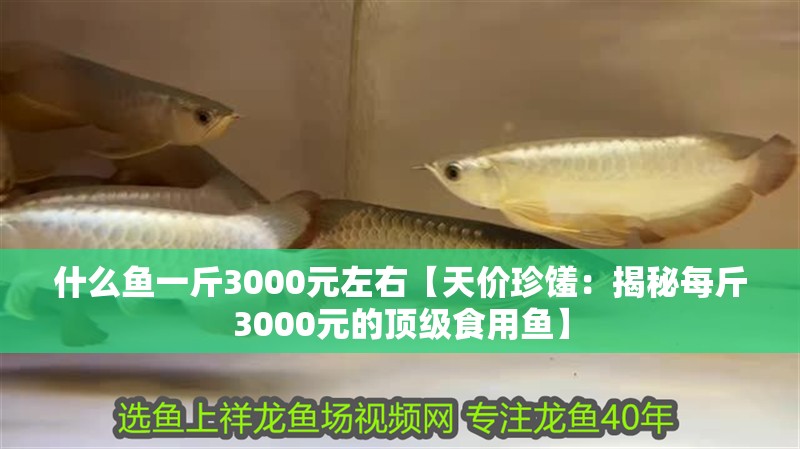 什么魚一斤3000元左右【天價(jià)珍饈：揭秘每斤3000元的頂級(jí)食用魚】 什么魚一斤3000元左右【天價(jià)珍饈：揭秘每斤3000元的頂級(jí)食用魚】 龍魚論壇