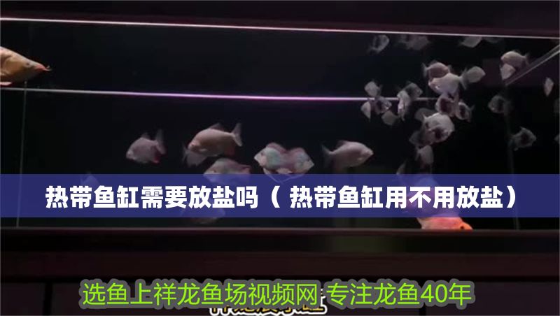 熱帶魚缸需要放鹽嗎（ 熱帶魚缸用不用放鹽）